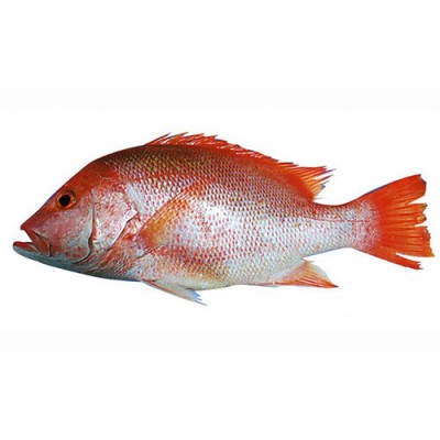 ماهی سرخو تازه