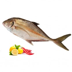 ماهی جش سفید