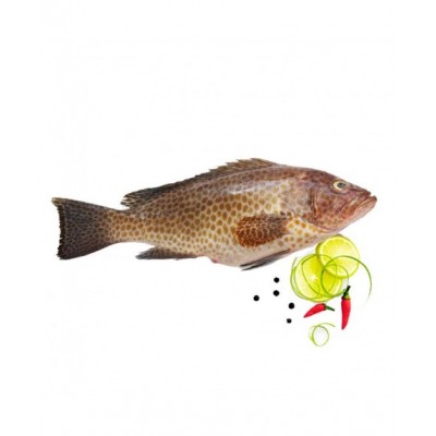 ماهی هامور تازه