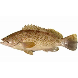 ماهی هامور تازه