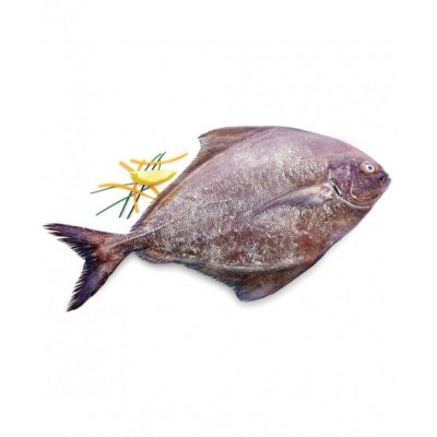 ماهی حلوا سیاه