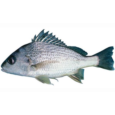 ماهی سنگسر تازه