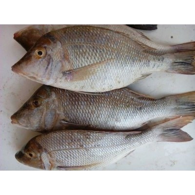 ماهی شعری یا شهری